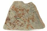 Ordovician Carpoid Fossil Plate - Ktaoua Formation, Morocco #289215-1